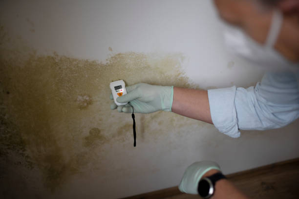 Best Emergency Mold Remediation in Smithville, OH
