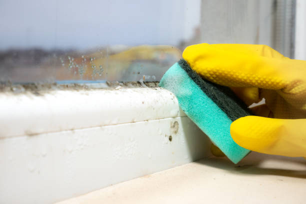 Best Bathroom Mold Remediation in Smithville, OH