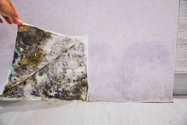 Best Mold Testing and Inspection Services in Smithville, OH